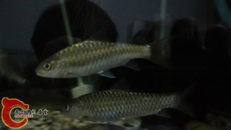 DSC07147_缩小大小.JPG