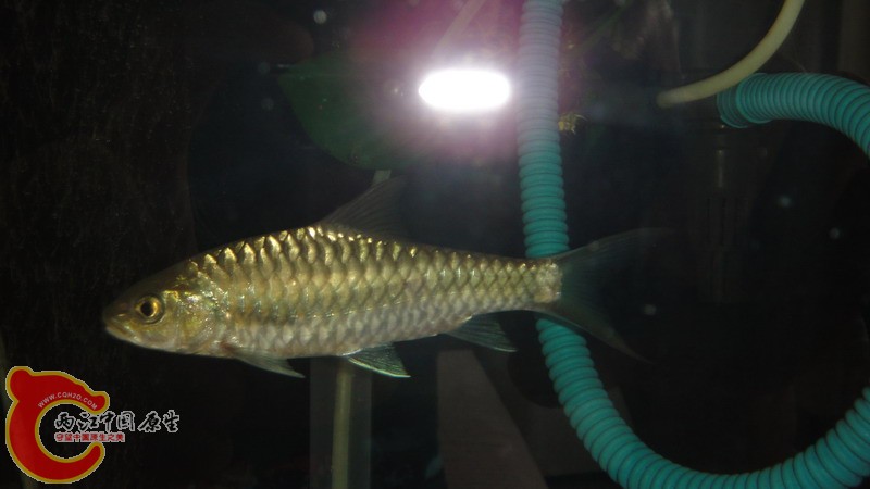 DSC07160_缩小大小.JPG