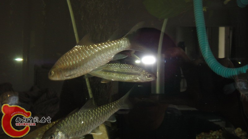 DSC07169_缩小大小.JPG