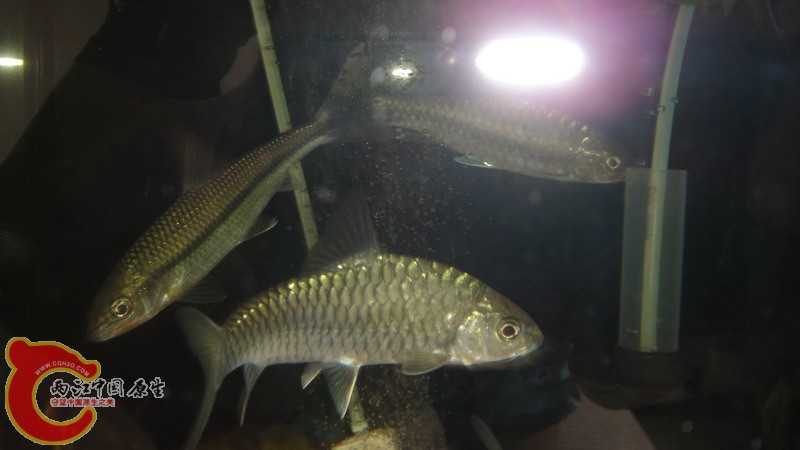 DSC07176_缩小大小.JPG