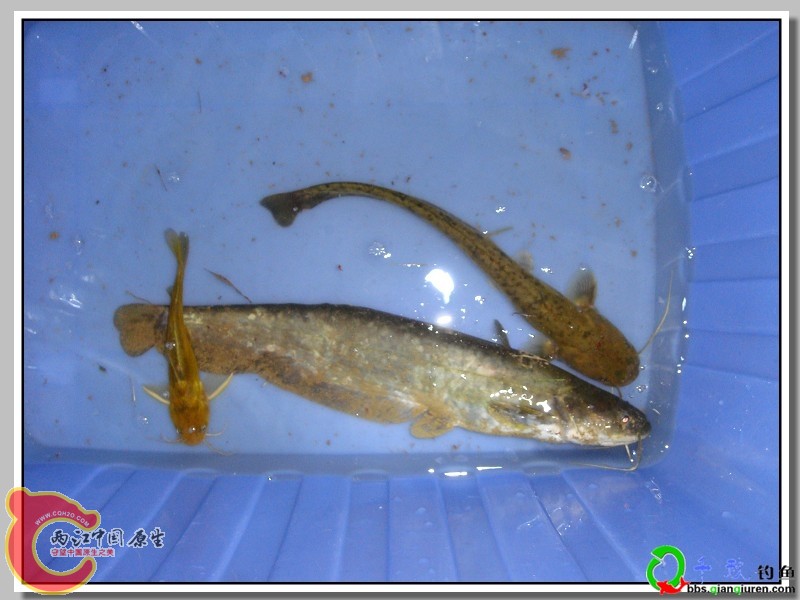 100906151083d5c7fda6239b1a.jpg