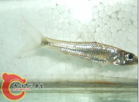 银鮈5.jpg