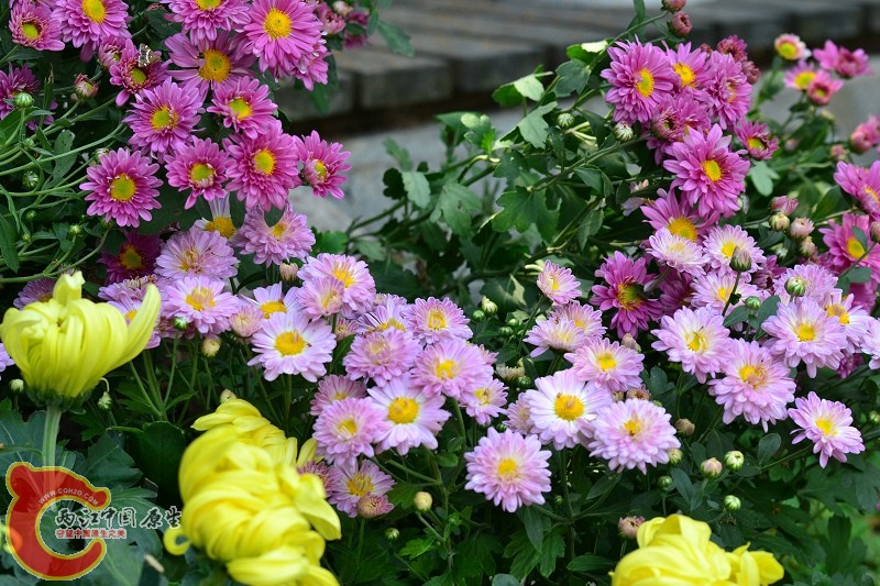 20110925_695.jpg