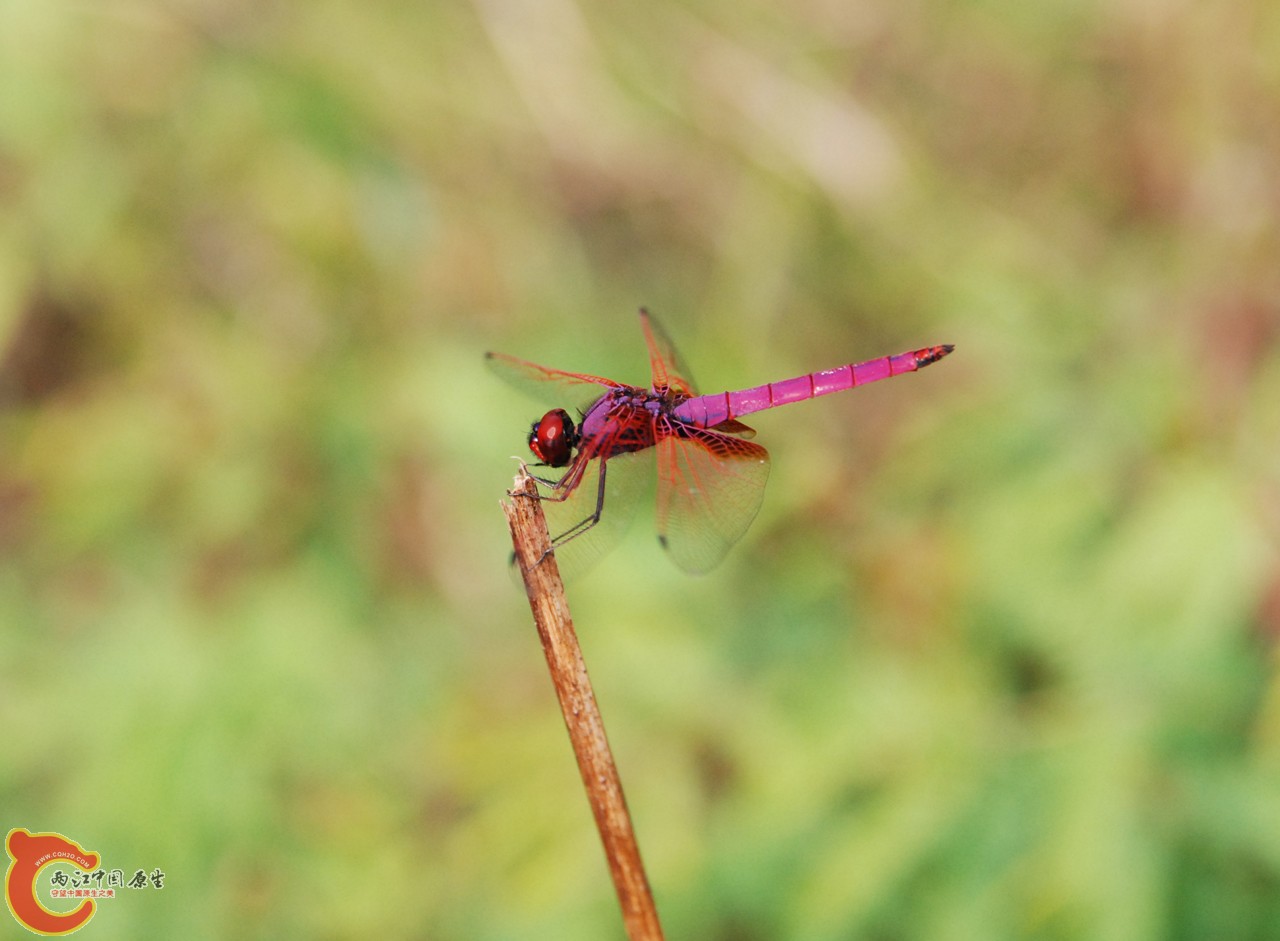 DSC_0828.JPG
