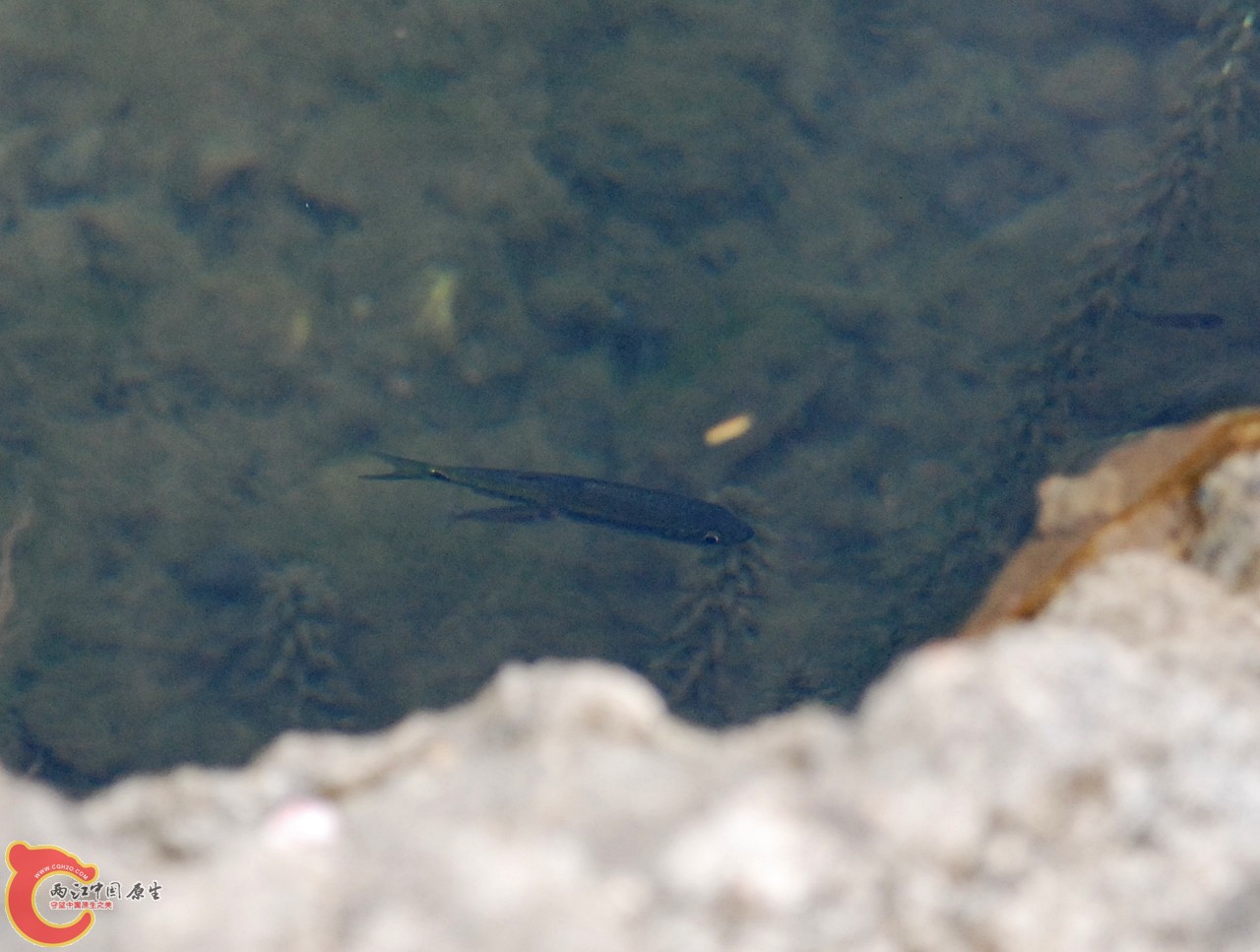 DSC_0799.JPG