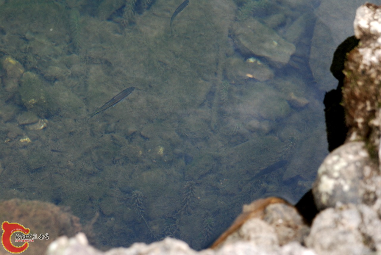 DSC_0800.JPG
