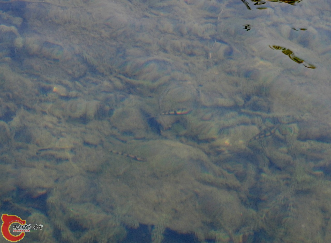 DSC_0801.JPG
