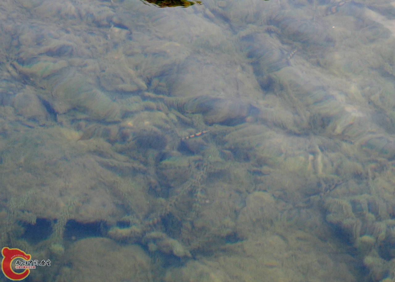 DSC_0802.JPG