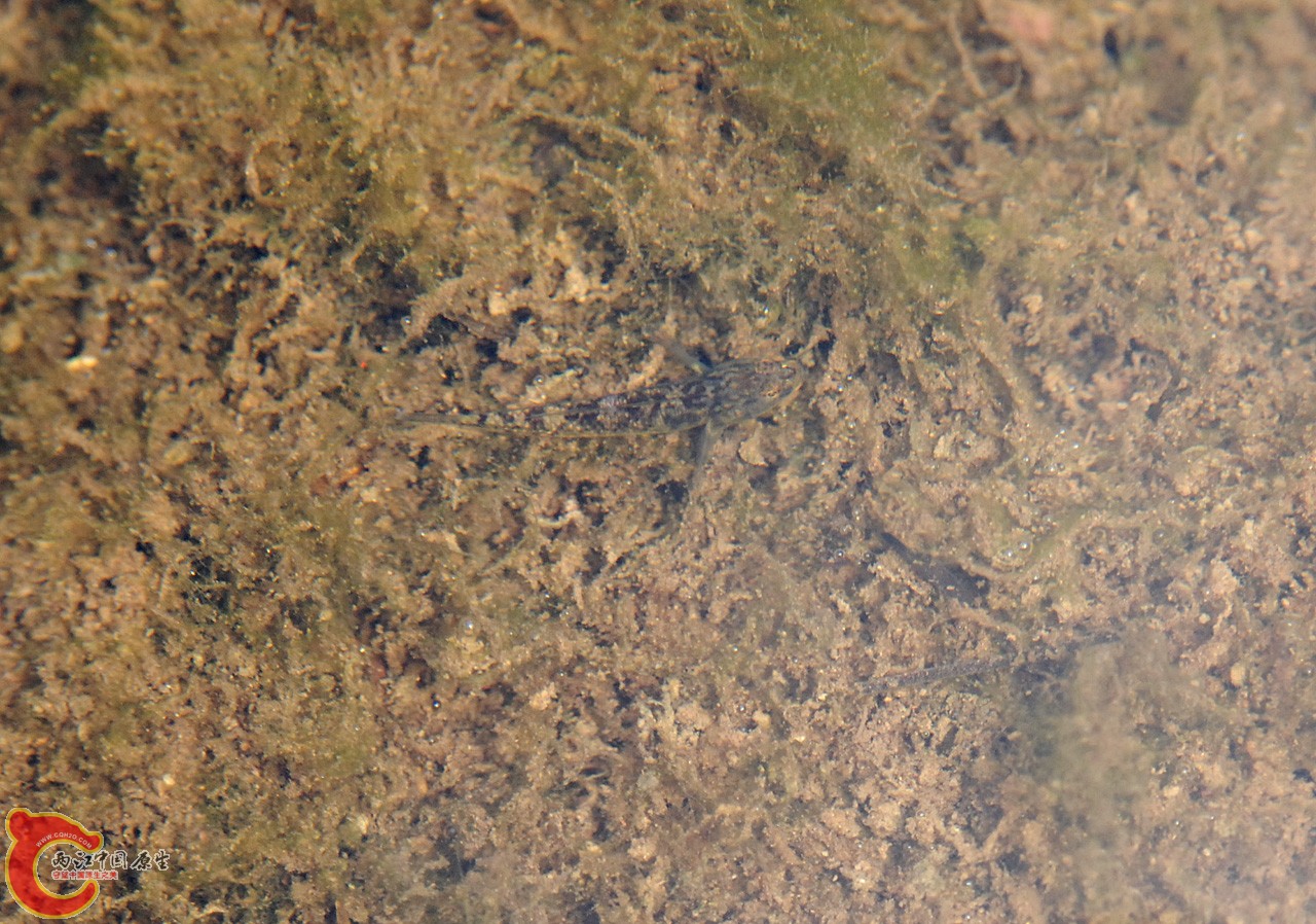 DSC_0803.JPG