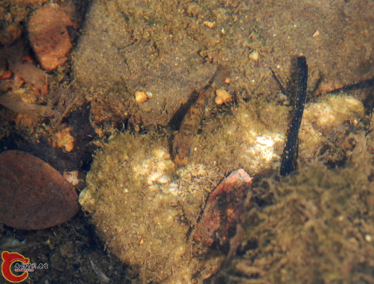 DSC_0805.JPG