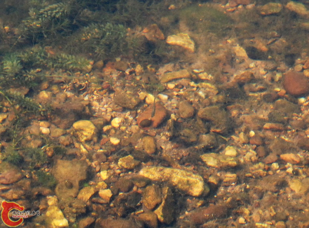 DSC_0813.JPG