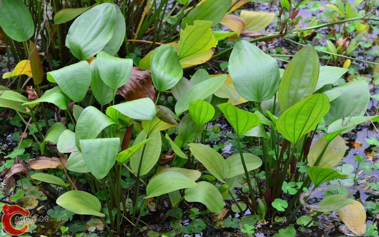 conew_20110925_317.jpg