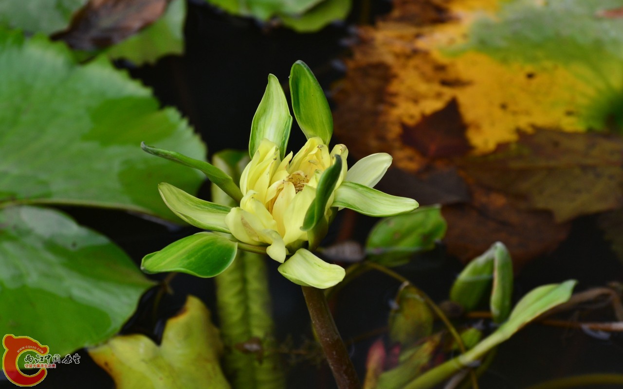 conew_20110925_384.jpg