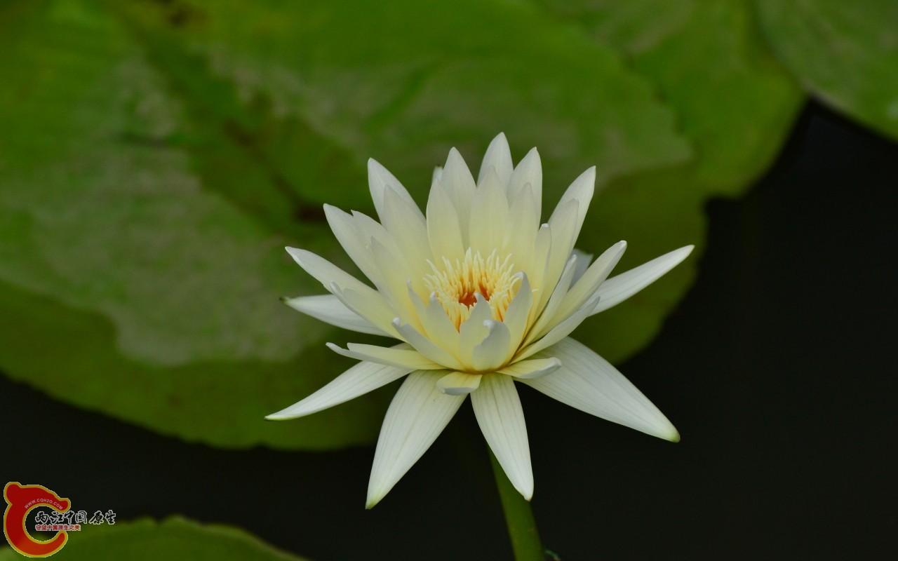 conew_20110925_385.jpg