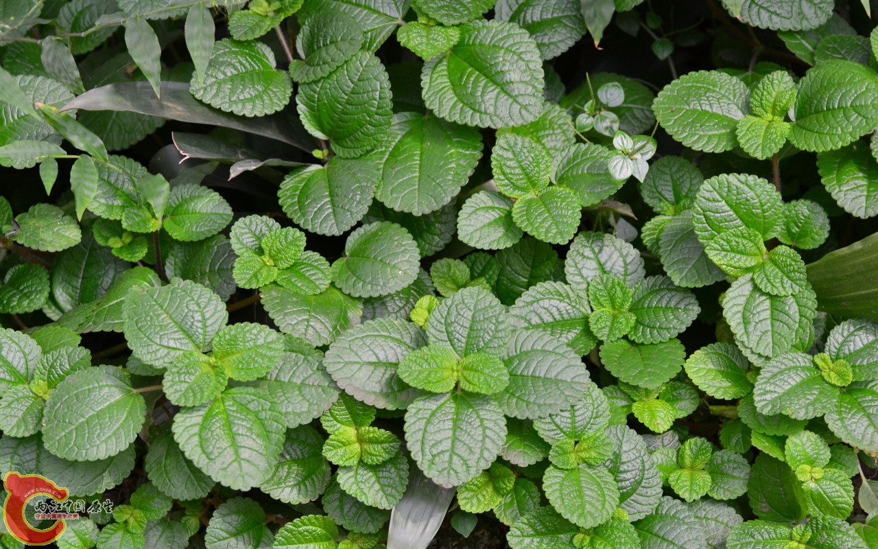 conew_20110925_666.jpg
