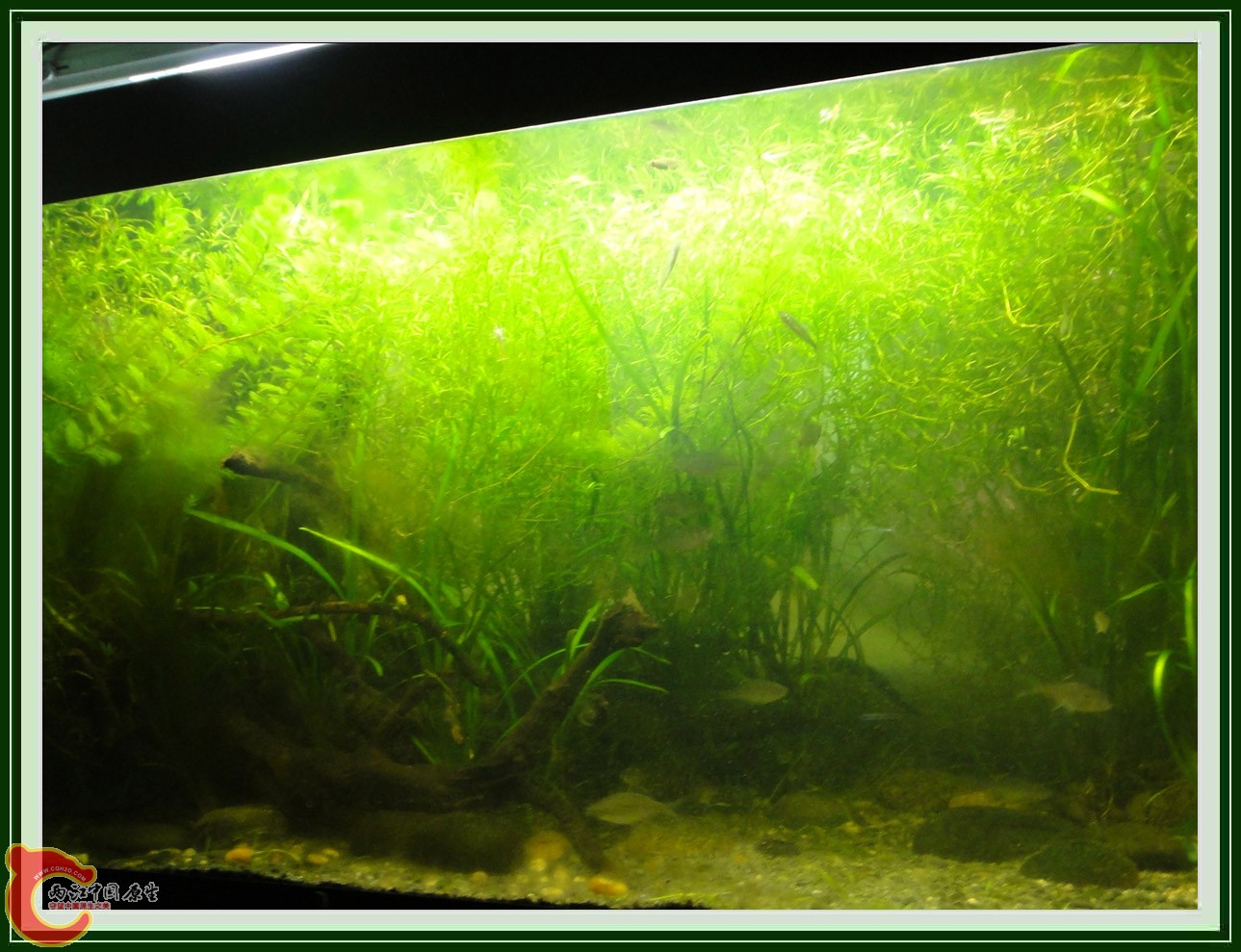 翻2缸DSC00617  (0).JPG