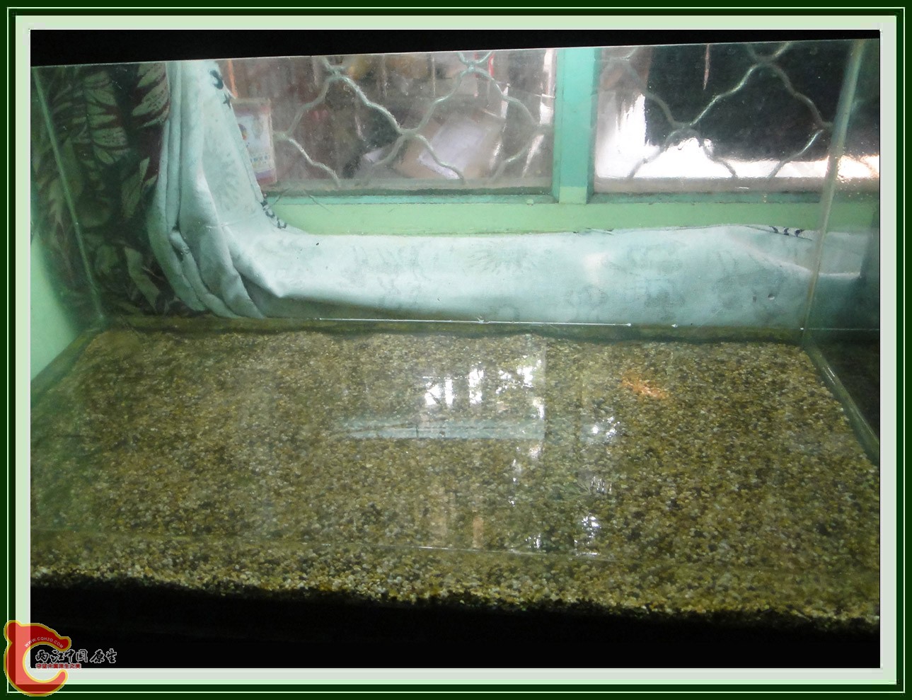 翻2缸DSC00617  (1).JPG