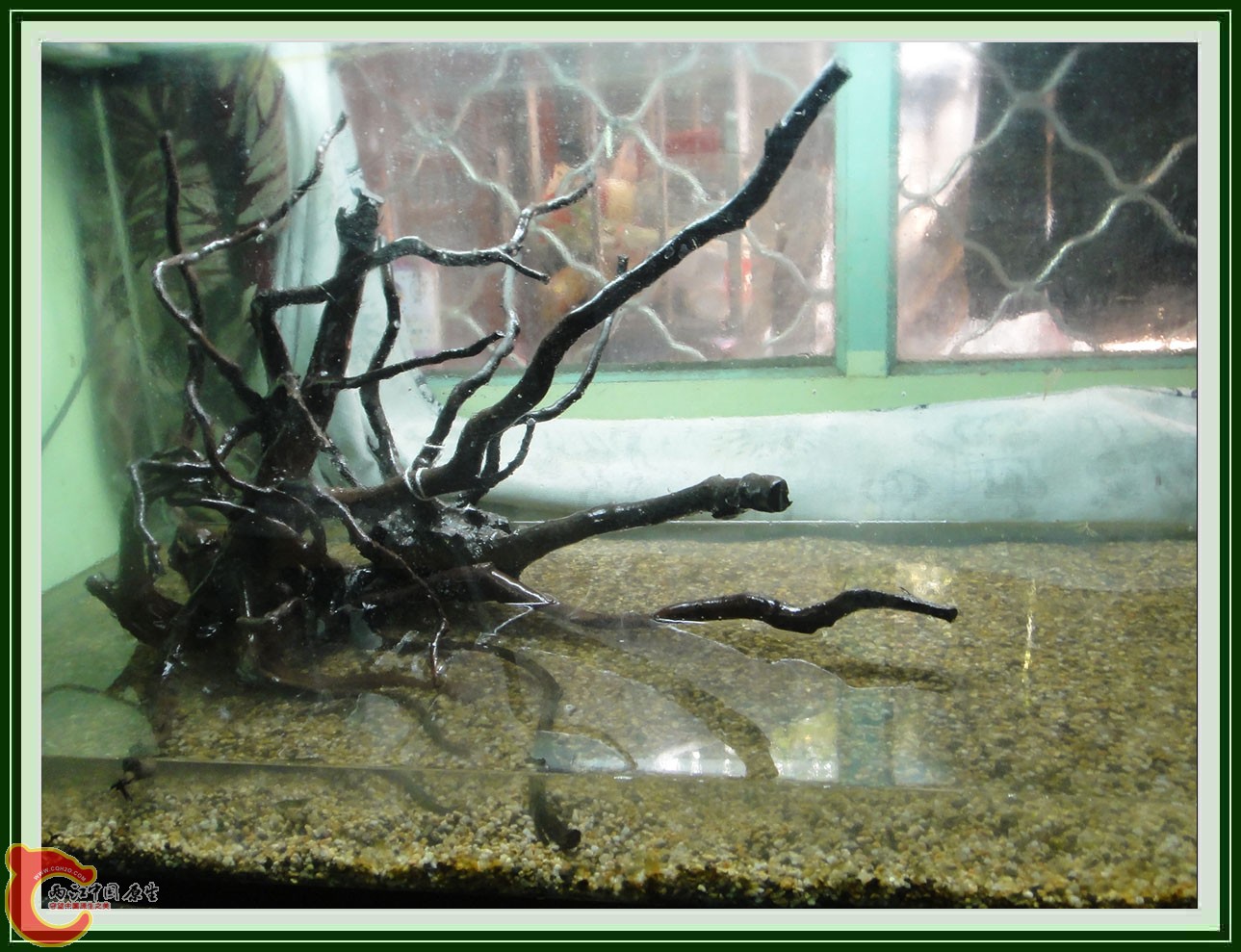 翻2缸DSC00617  (2).JPG