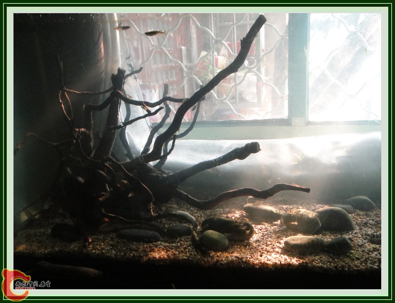 翻2缸DSC00617  (3).JPG