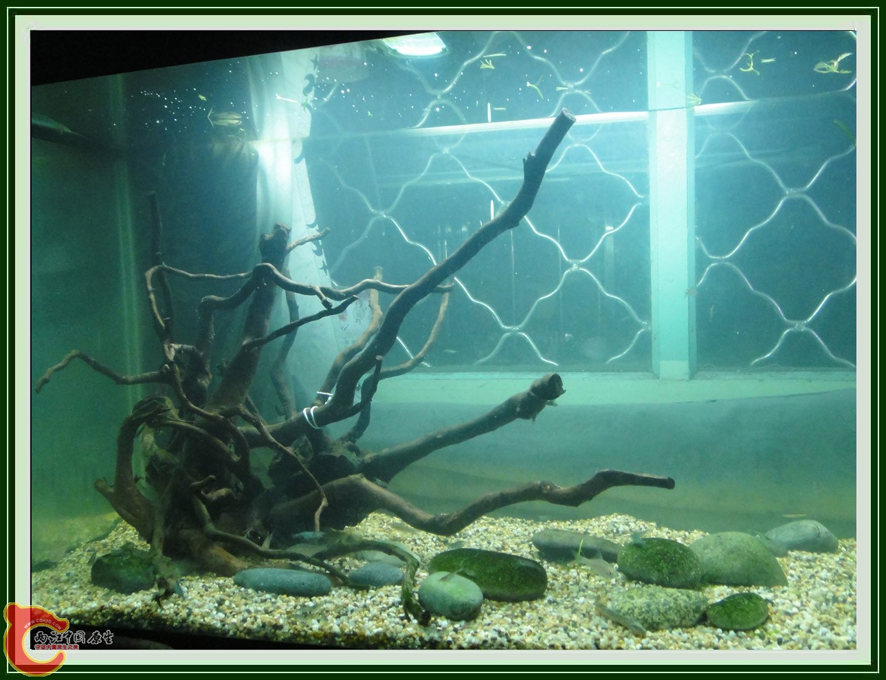 翻2缸DSC00617  (4).JPG