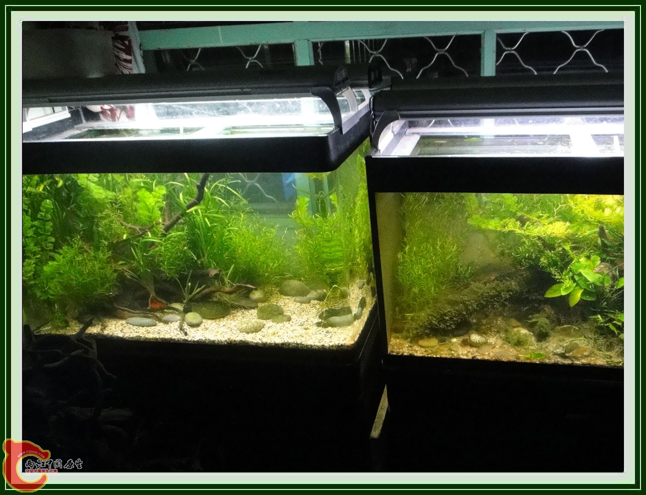 翻2缸DSC00617  (6a).JPG