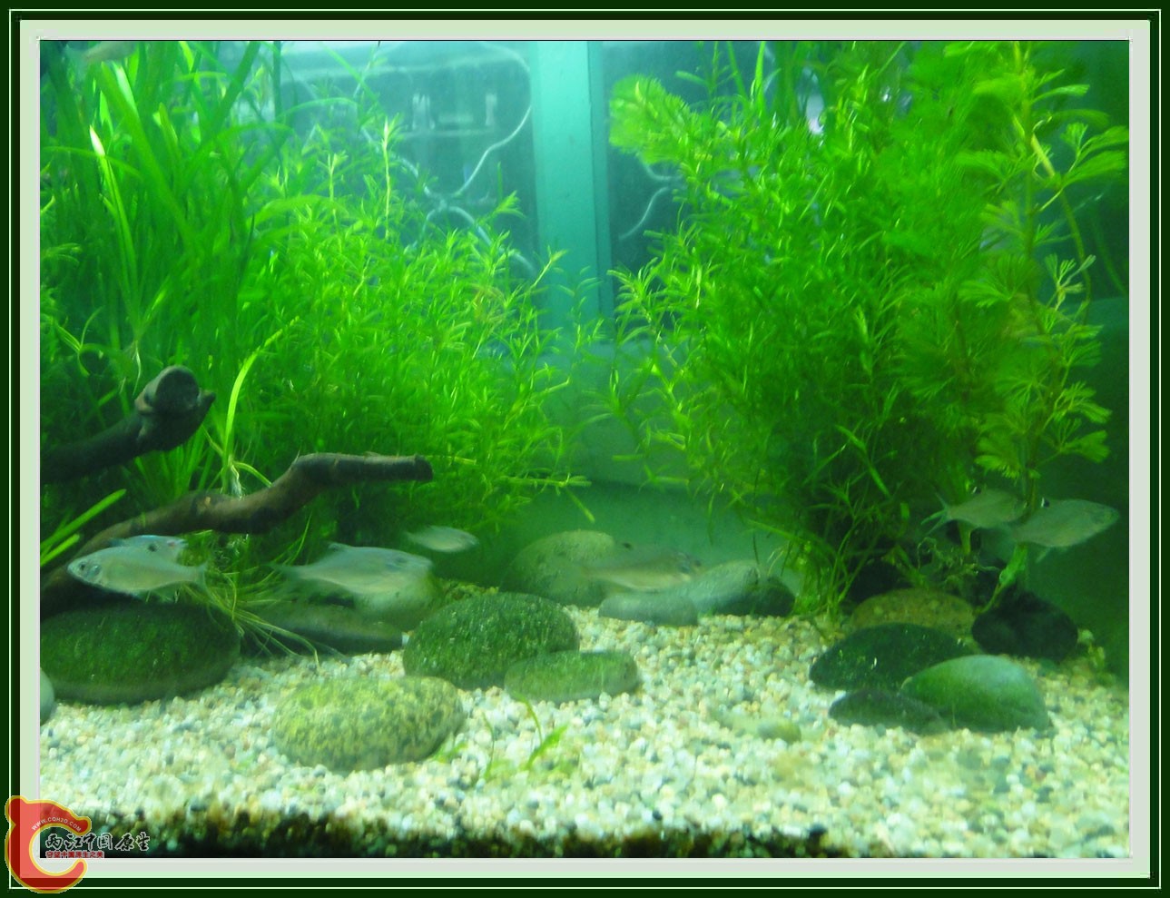 翻2缸DSC00617  (7a).JPG