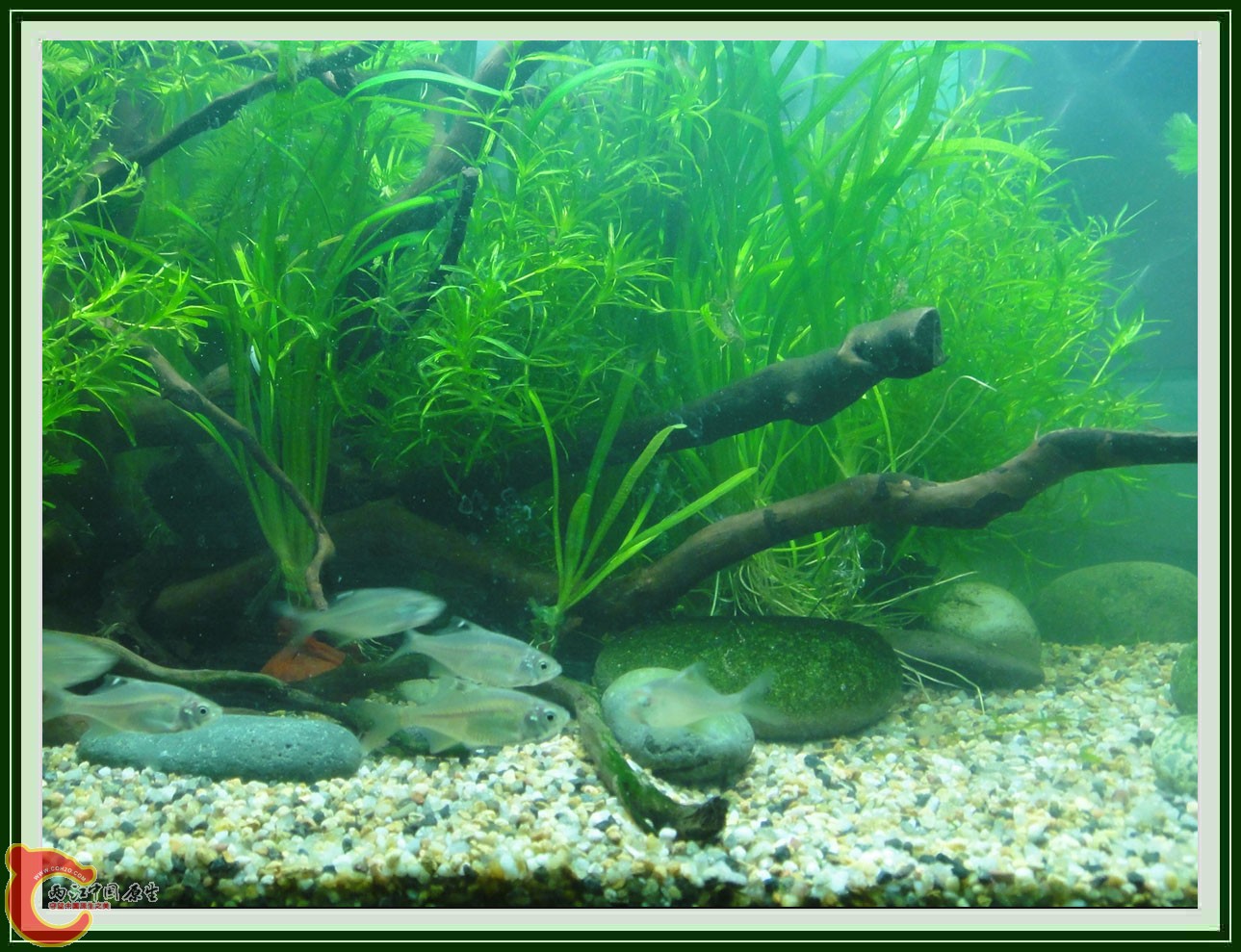 翻2缸DSC00617  (7b).JPG