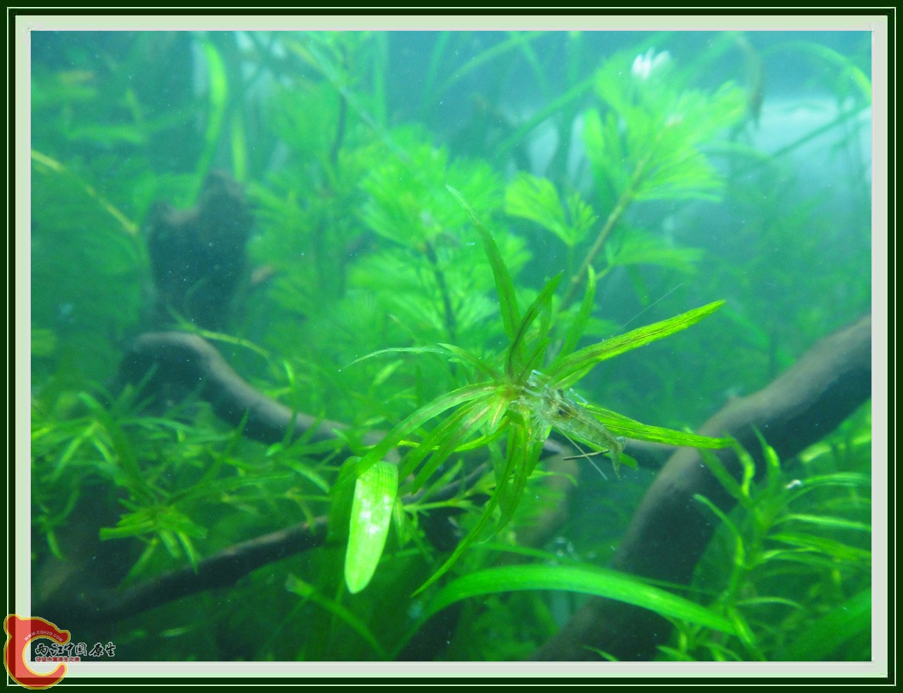 翻2缸DSC00617  (10).JPG