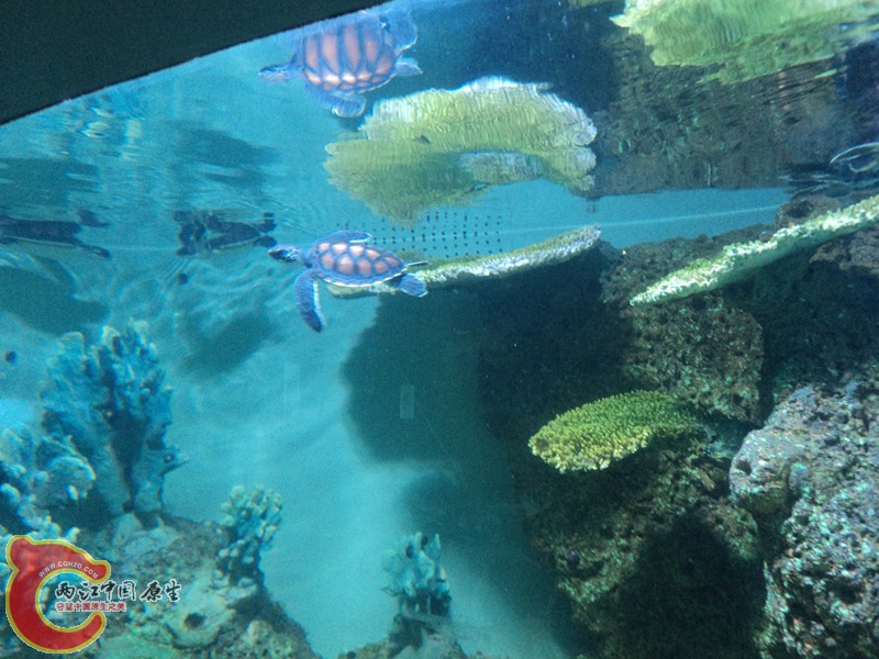 小海龟.jpg
