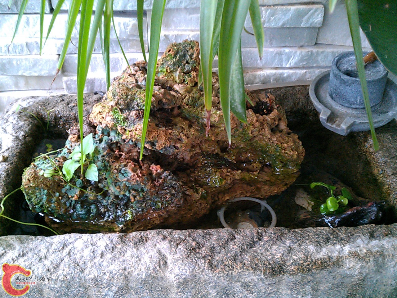 我的原生态小石槽