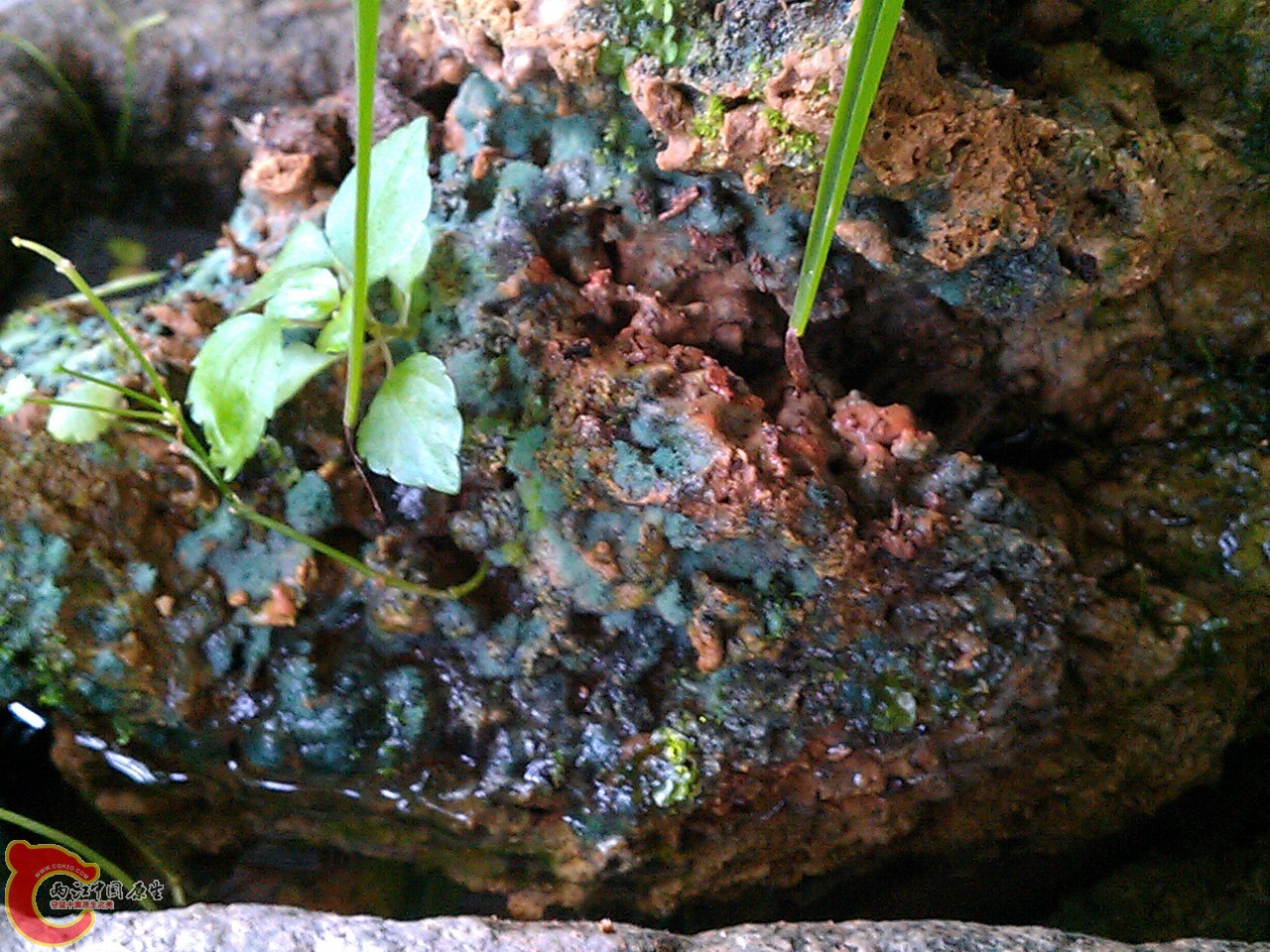 谁能帮我解决吸水石长霉问题