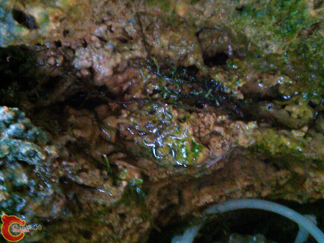 缸里长不好的莫丝在这里倒是生机勃勃