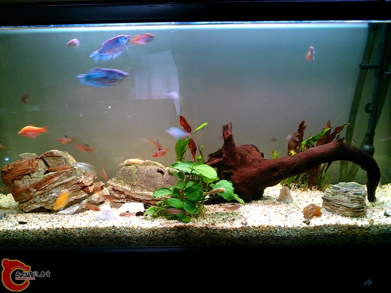 顺便来张我的缸