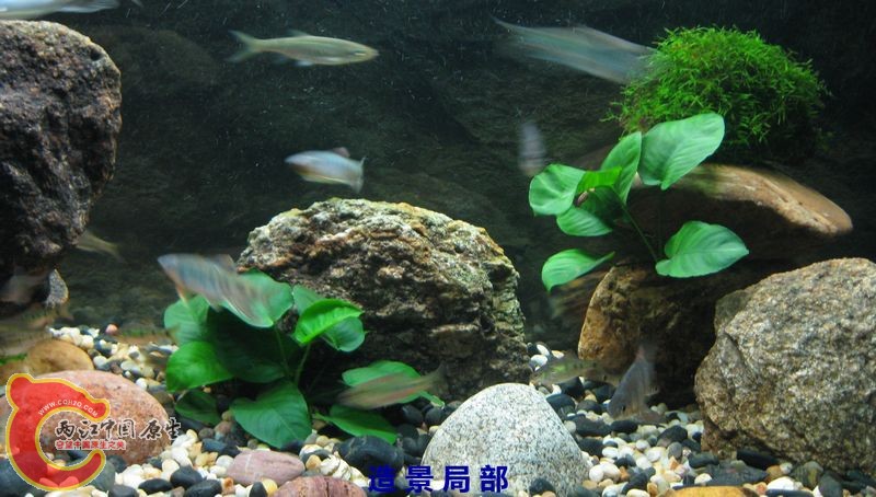 局部5.jpg