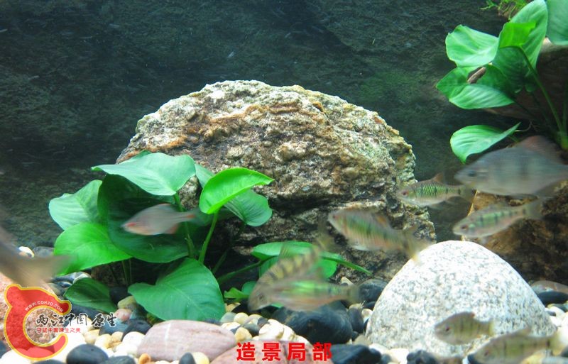 局部9.jpg