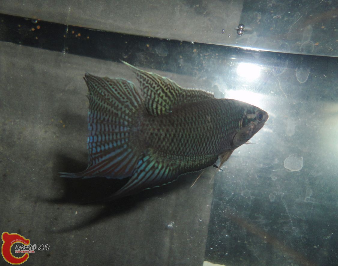 DSC07386.JPG