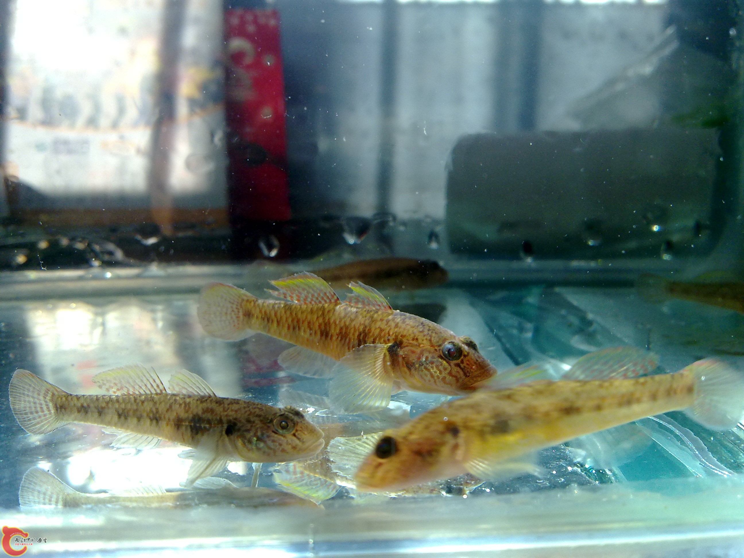 活泼可爱的小东西