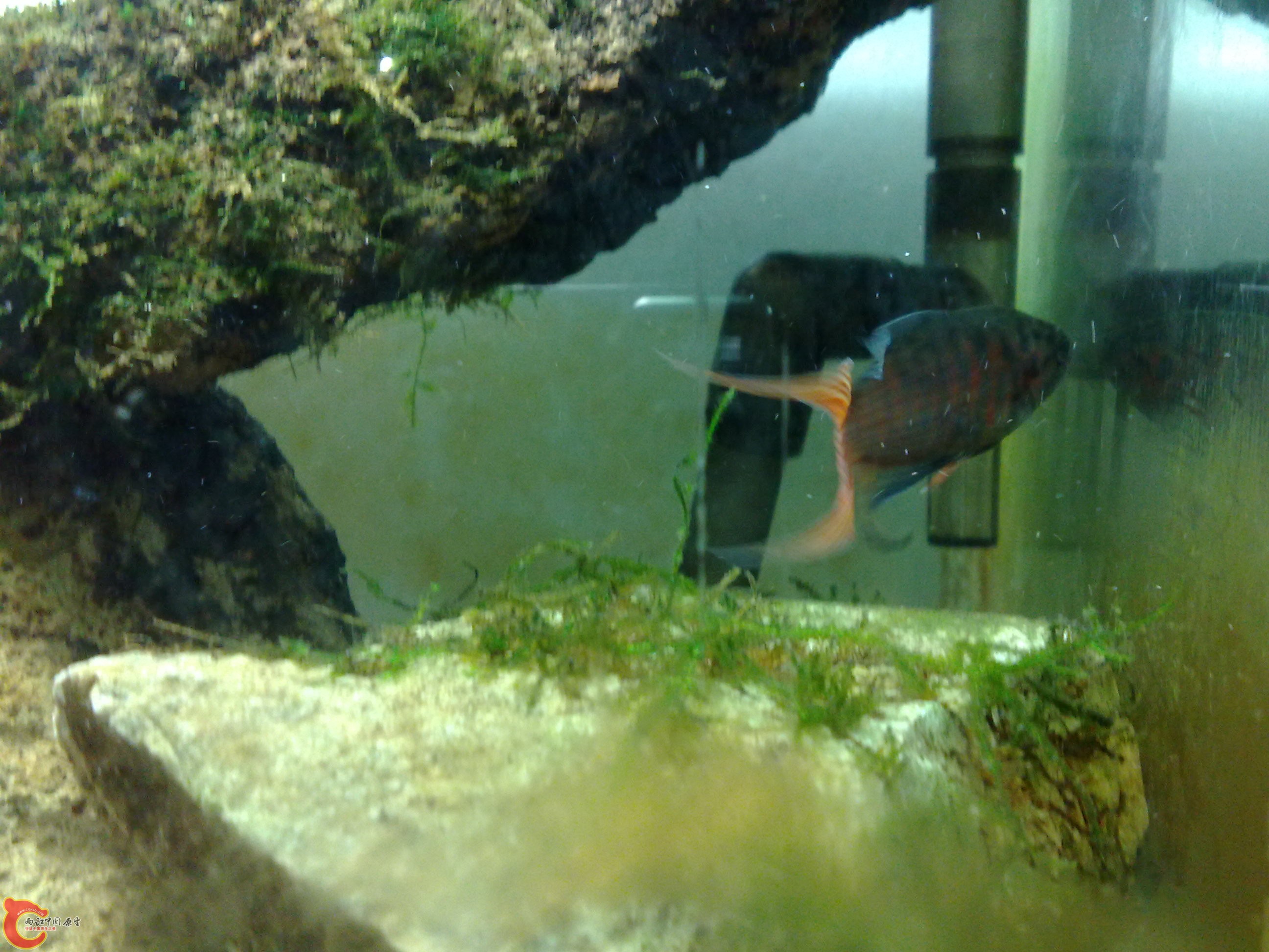20090719020.jpg