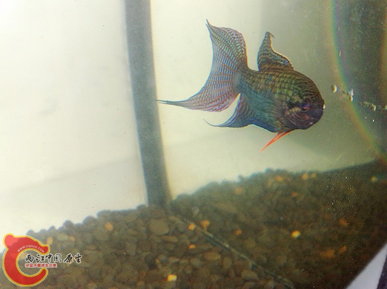 201110061661.jpg