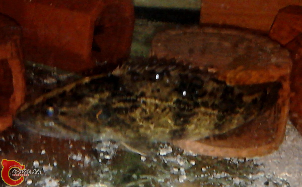 IMAG0003.jpg
