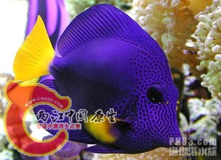 紫倒吊.jpg