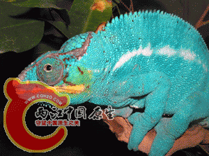 2003112720332661119.gif