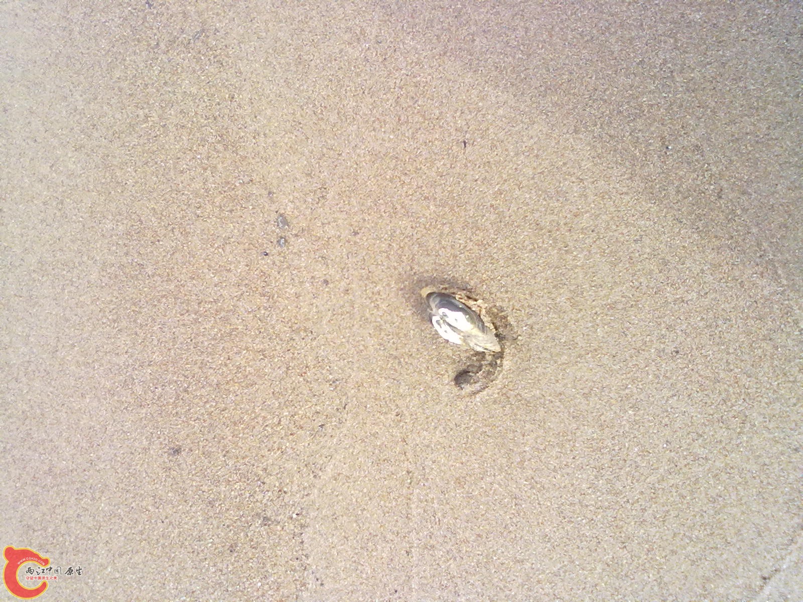 沙滩上的小贝类河里更多，相机不行