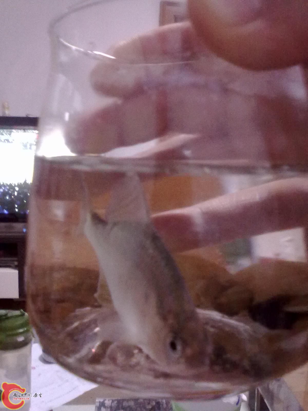 黑龙江里的大胖皮，管江边钓鱼者要的，拿手杆扔里就咬，胖皮和马口居多