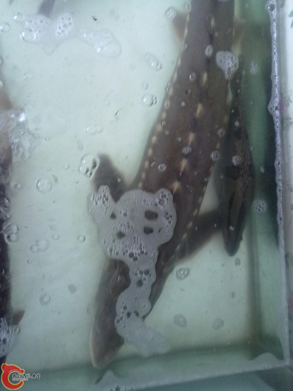 鲟鳇鱼和敖花鱼都是黑龙江里的纯野生