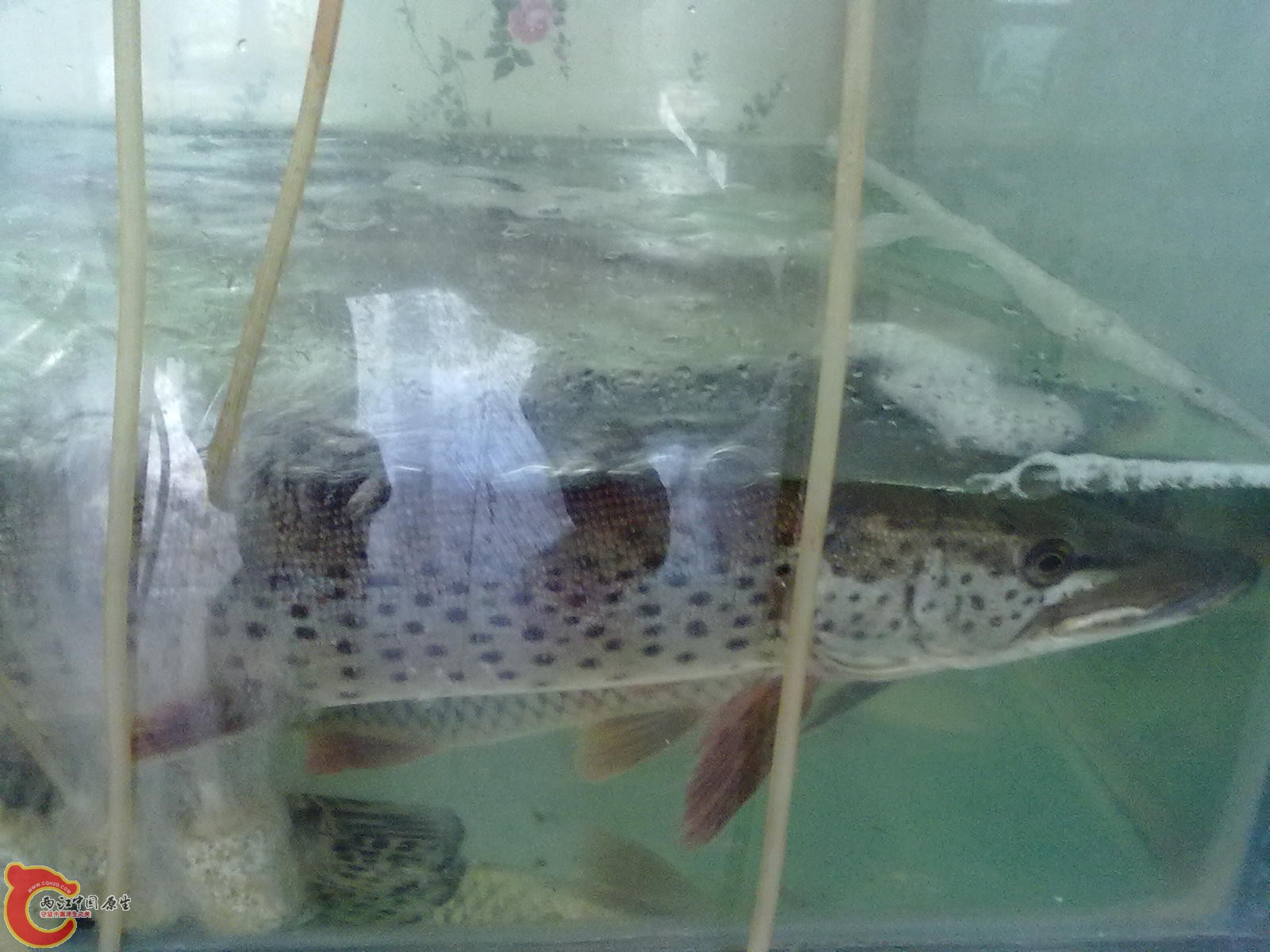 刚打上来的黑龙江狗鱼