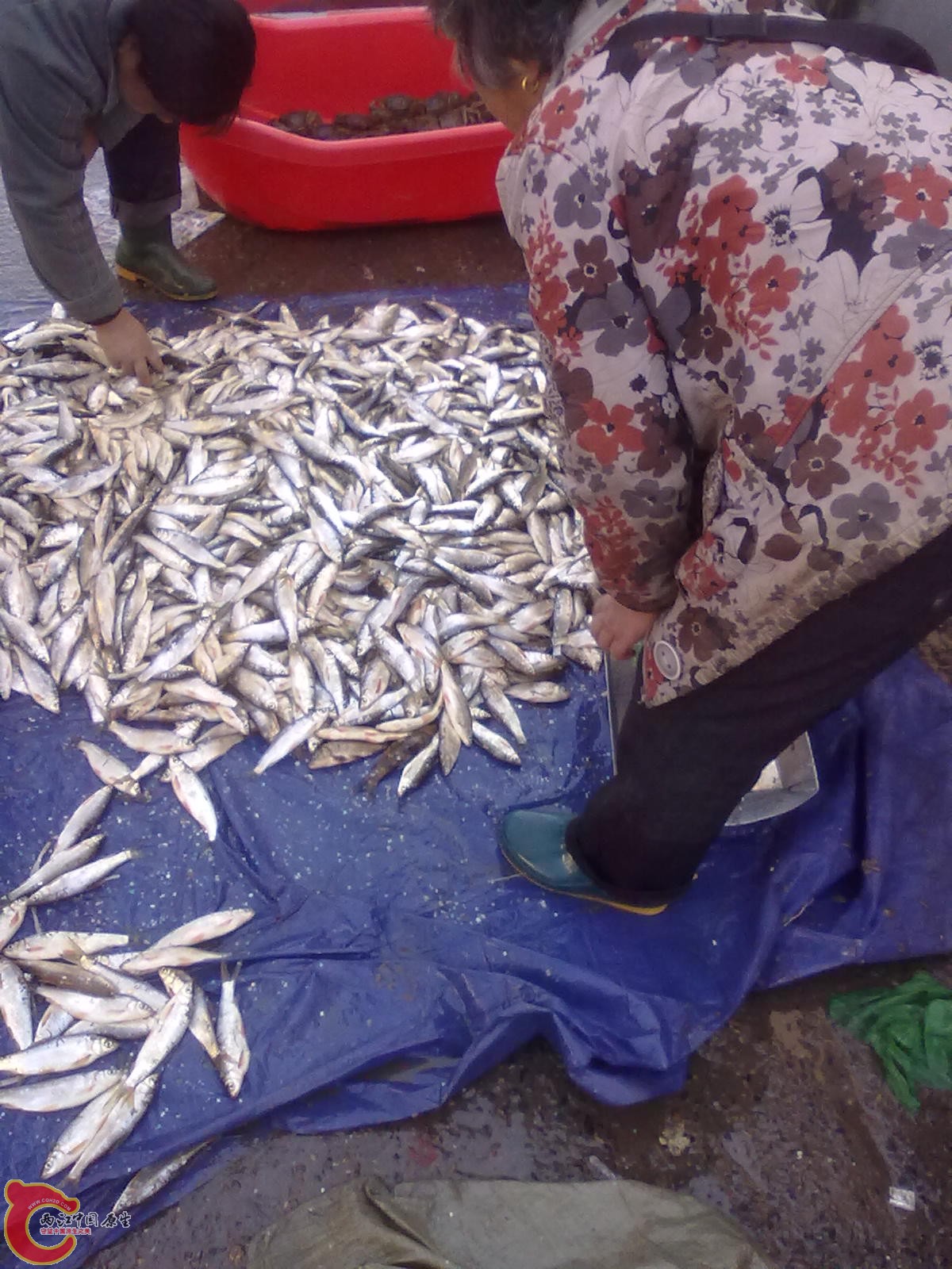 板簧，当地人这样叫