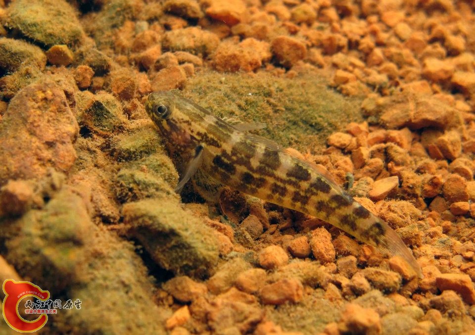 雙帶縞鰕虎魚 Tridentiger bifasciatus