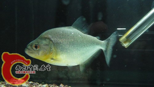 DSC03524_缩小大小.JPG