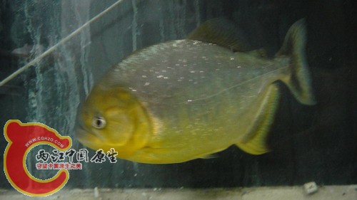 DSC04448_缩小大小.JPG